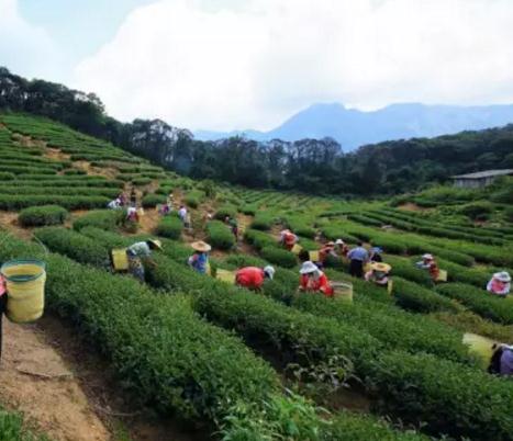 怀集新岗美人茶:肇庆市怀集县特产-怀集新岗美人茶,产地宝