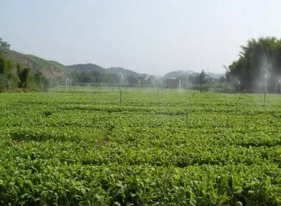 六十日黄菜:肇庆市怀集县甘洒镇特产-怀集产地宝 金盛六十日黄菜,产地宝