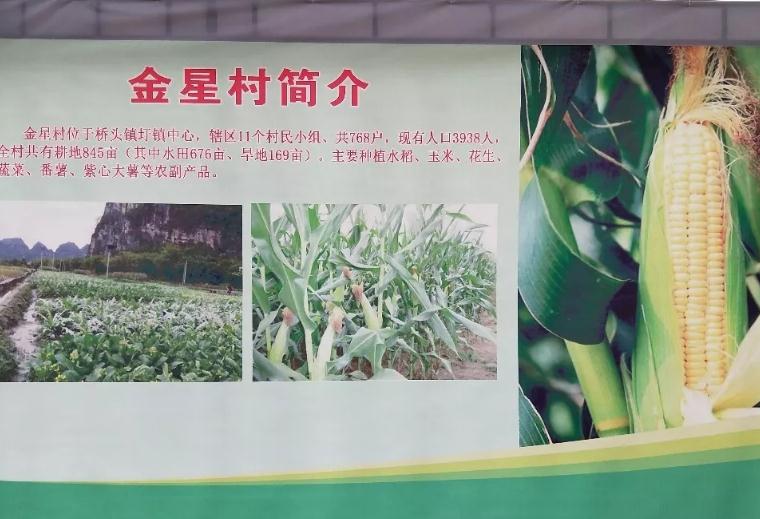 怀集县桥头镇金星村特产-金星村农产品 玉米,紫心番薯,玉米,产地宝
