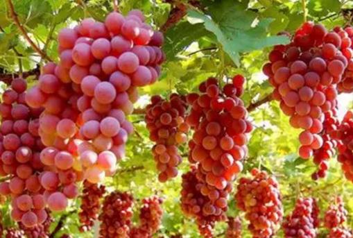 疏勒喀什葡萄:喀什地区疏勒县特产,国家地理标志产品-喀什葡萄,产地宝