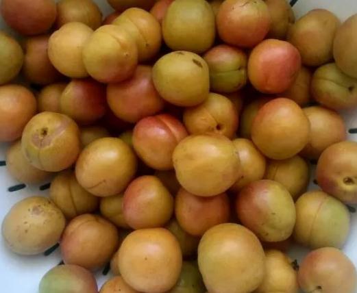 霍城树上干杏:伊犁霍城县特产,国家地理标志产品-产地宝 树上干杏,产地宝