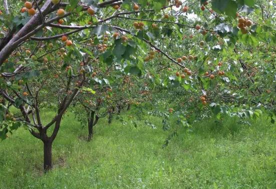 霍城树上干杏:伊犁霍城县特产,国家地理标志产品-产地宝 树上干杏,产地宝