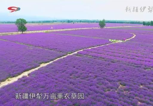 霍城薰衣草:伊犁霍城县特产,国家地理标志产品-霍城产地宝薰衣草,产地宝