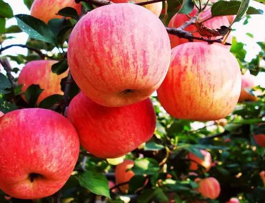 霍城苹果:新疆伊犁州霍城县特产水果-霍城产地宝 苹果,产地宝