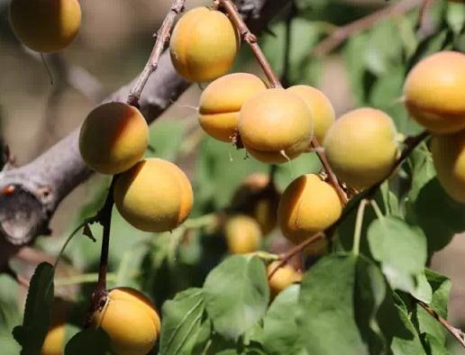 霍城阿力玛里树上干杏:伊犁州霍城县特产,国家地理标志产品树上干杏,产地宝