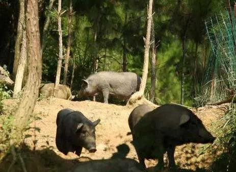 东兰黑山猪:河池东兰县特产,国家地理标志产品-东兰产地宝黑山猪,产地宝