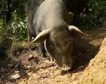 东兰黑山猪:河池东兰县东里村特产-唐双凤回乡养殖黑山猪,产地宝