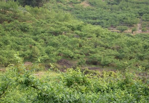 福建武平特产-东留芙蓉李：龙岩武平东留镇特产-武平东留芙蓉李,产地宝