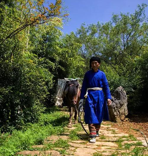 大方海马宫茶叶:毕节大方县海马宫村特产-大方产地宝海马宫茶叶,产地宝