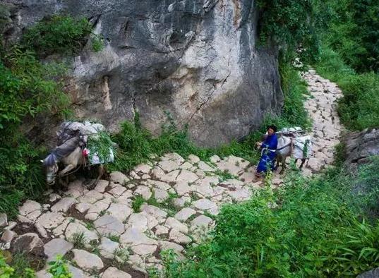 大方海马宫茶叶:毕节大方县海马宫村特产-大方产地宝海马宫茶叶,产地宝