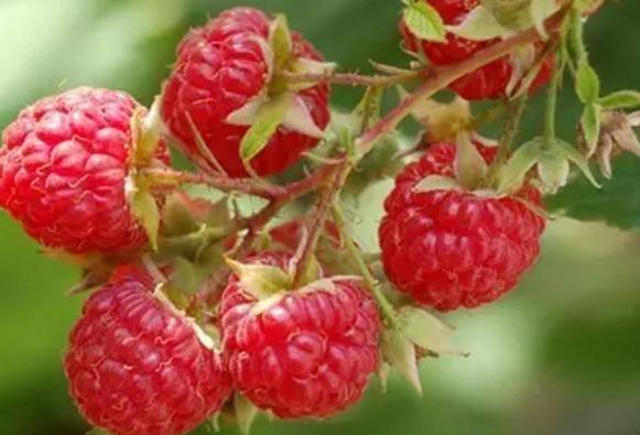 东陵红树莓:沈阳浑南区特产,国家地理标志产品-东陵产地宝红树莓,产地宝