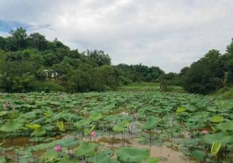 合江合江镇生态荔枝:四川省泸州市合江县合江镇特产-生态荔枝,产地宝