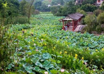 茨竹镇第四届荷花节:重庆渝北区茨竹镇同仁村和中兴村十里荷花走廊,产地宝