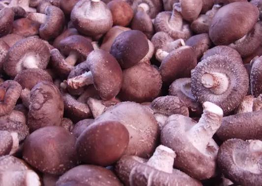 岫岩滑子蘑:鞍山岫岩县产地特产,国家地理标志产品-滑子蘑菇,产地宝