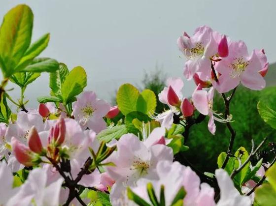 东港最大的杜鹃花群落:丹东东港市大城山谷哒香花-大荔香花,产地宝