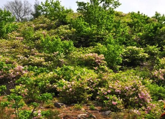 东港最大的杜鹃花群落:丹东东港市大城山谷哒香花-大荔香花,产地宝