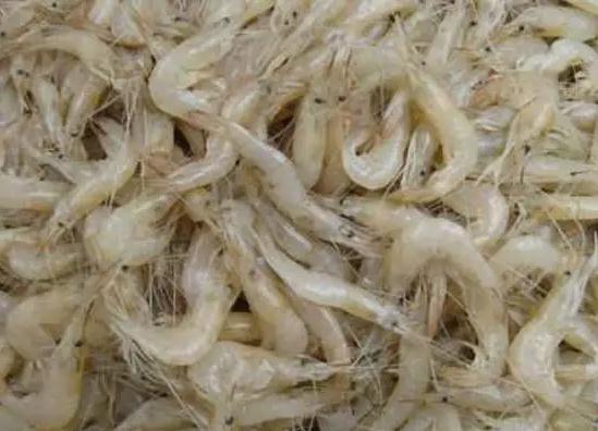 锦州毛虾:锦州凌海市特产,国家地理标志产品-凌海产地宝锦州毛虾,产地宝