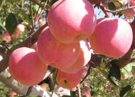 盖州苹果:营口盖州市特产水果,国家地理标志产品-盖州产地宝苹果,产地宝
