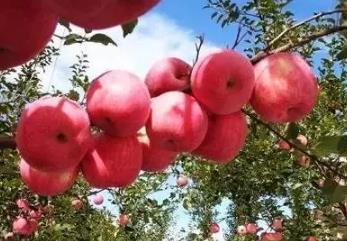 盖州苹果:营口盖州市特产水果,国家地理标志产品-盖州产地宝苹果,产地宝