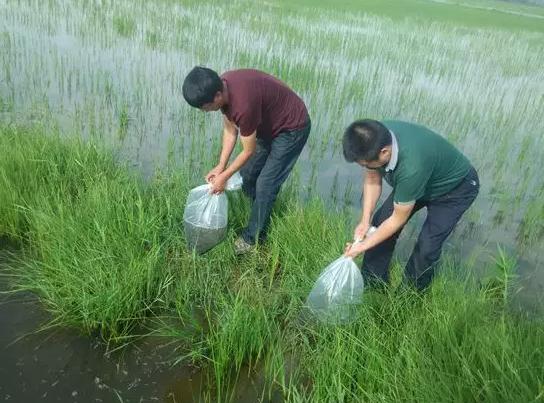 盘锦泥鳅:盘锦盘山区产地特产,国家地理标志产品-盘锦泥鳅,产地宝