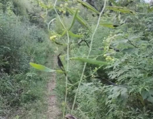 涉县柴胡:邯郸涉县特产柴胡,国家地理标志产品,涉县产地宝-柴胡,产地宝