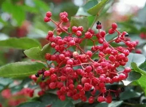 涉县花椒:邯郸涉县特产花椒,国家地理标志产品,涉县产地宝-花椒,产地宝