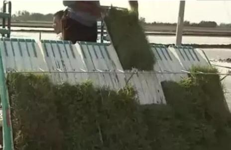 铁岭大米:铁岭市铁岭特产大米,国家地理标志产品-铁岭产地宝大米,产地宝