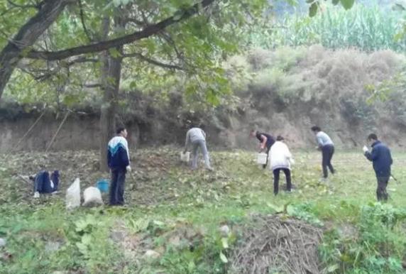 涉县核桃:邯郸涉县特产核桃,国家地理标志产品,涉县产地宝-核桃,产地宝