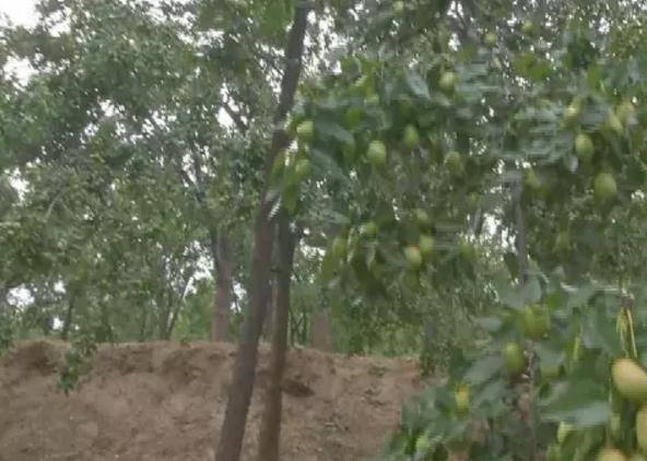 行唐大枣:石家庄行唐特产,国家地理标志产品保护名录,行唐产地宝-大枣,产地宝