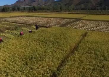隆化大米:承德隆化特产大米,国家地理标志产品,隆化产地宝-大米,产地宝