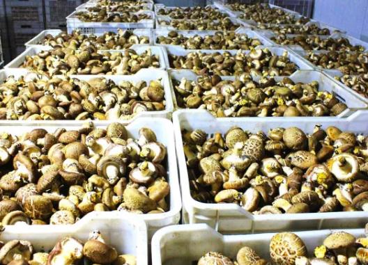 平泉香菇:承德平泉特产,国家地理标志产品,平泉产地宝-香菇,产地宝