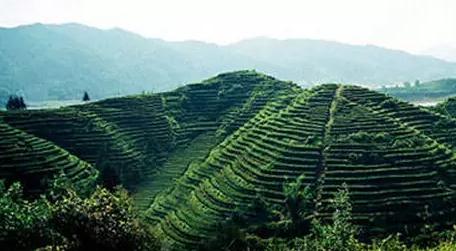 上犹绿茶:赣州上犹特产绿茶,国家地理标志产品,上犹产地宝-绿茶,产地宝