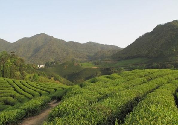修水双井绿茶:九江修水特产绿茶,国家地理标志产品,产地宝-双井绿茶,产地宝