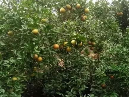 修水西港化红:九江修水特产化红,国家地理标志产品,产地宝-西港化红,产地宝