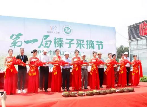 第一届中国山东（莒南）榛子采摘节在临沂真源榛子田园综合体举办,产地宝