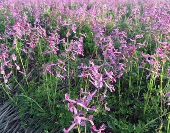 余江夏天无:鹰潭余江特产中草药,国家地理标志产品,产地宝-夏天无,产地宝