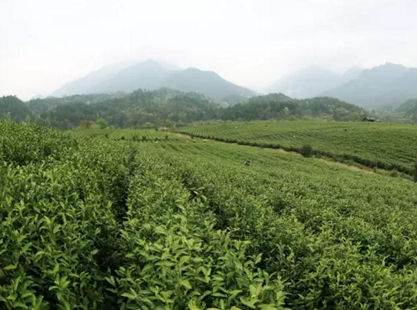 靖安白茶:宜春靖安特产茶叶,国家地理标志产品,靖安产地宝-靖安白茶,产地宝