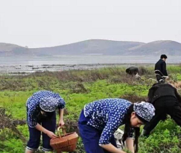 余干鄱阳湖藜蒿:上饶余干特产藜蒿,国家地理标志产品,产地宝-藜蒿,产地宝