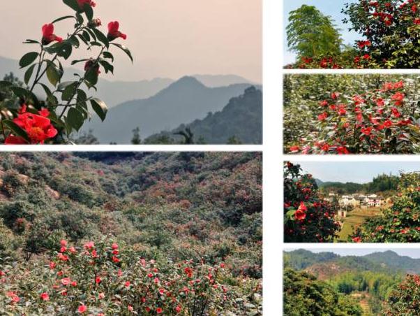 德兴红花油茶:上饶德兴特产油茶,国家地理标志产品,产地宝-红花油茶,产地宝