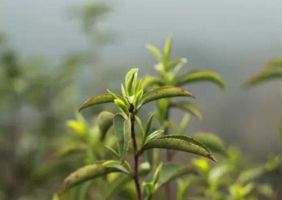 铅山河红茶:上饶铅山特产红茶,国家地理标志产品,铅山产地宝-河红茶,产地宝