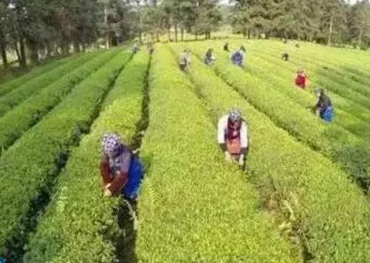 广丰铜钹山高山茶:上饶广丰特产茶叶,广丰产地宝-铜钹山高山茶,产地宝