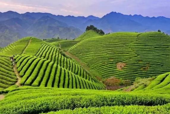 婺源绿茶:上饶婺源特产绿茶,国家地理标志产品,婺源产地宝-婺源绿茶,产地宝