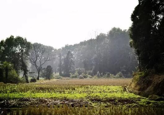 弋阳大禾谷:上饶弋阳特产稻谷,国家地理标志产品,弋阳产地宝-大禾谷,产地宝