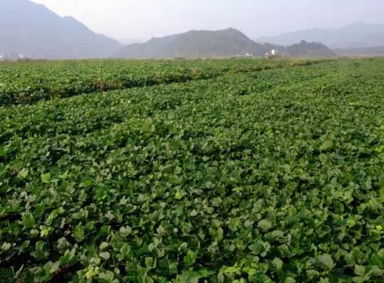 横峰葛粉:上饶横峰特产葛粉,国家地理标志产品,横峰县产地宝-葛粉,产地宝