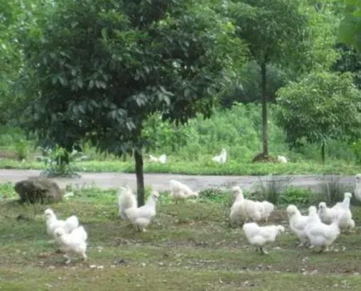 泰和乌鸡:吉安泰和特产乌鸡,国家地理标志产品,泰和产地宝-泰和乌鸡,产地宝