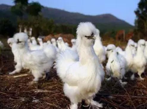 泰和乌鸡:吉安泰和特产乌鸡,国家地理标志产品,泰和产地宝-泰和乌鸡,产地宝