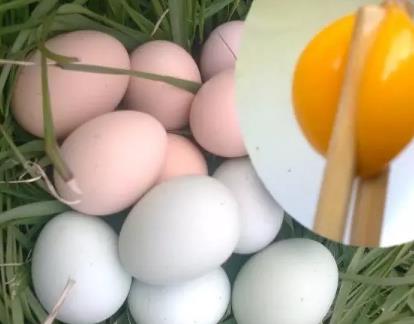南城洪门土鸡蛋:抚州南城特产鸡蛋,南城县产地宝-洪门土鸡蛋,产地宝