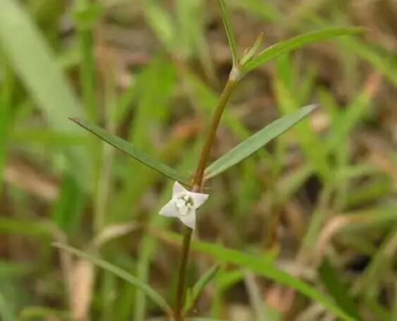 东乡白花蛇舌草:抚州东乡特产草药,国家地理标志产品-白花蛇舌草,产地宝