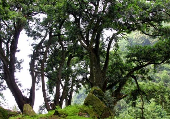 黎川香榧:抚州黎川特产香榧,国家地理标志产品,黎川县产地宝-香榧,产地宝