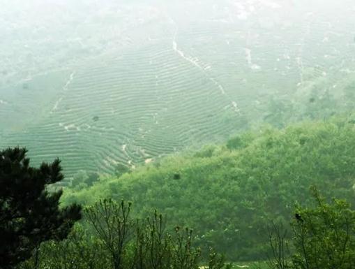 桐柏玉叶茶:南阳桐柏特产玉叶茶,地理标志产品,桐柏县产地宝玉叶茶,产地宝